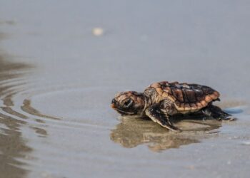Perivitelline Membrane-Bound Sperm as a Source of Paternal Genomic DNA to Inform Breeding Male Marine Turtle Genetics and Demographics