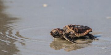 Perivitelline Membrane-Bound Sperm as a Source of Paternal Genomic DNA to Inform Breeding Male Marine Turtle Genetics and Demographics