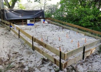 More than just temperature: the effects of nest relocation on incubation environment and hatchling quality in green turtles (Chelonia mydas)