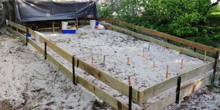 More than just temperature: the effects of nest relocation on incubation environment and hatchling quality in green turtles (Chelonia mydas)