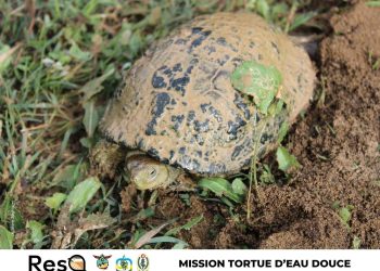 Decine di Mauremys leprosa sono state salvate dalla siccità e ricollocate in nuove aree umide della Tunisia nordorientale 