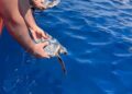 Ventotene, liberate le baby Caretta caretta con mini-satelliti: il Mediterraneo segue i loro primi viaggi