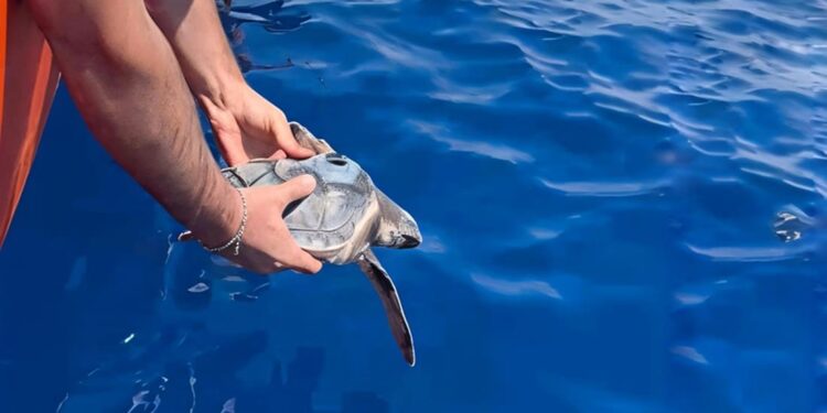Ventotene, liberate le baby Caretta caretta con mini-satelliti: il Mediterraneo segue i loro primi viaggi