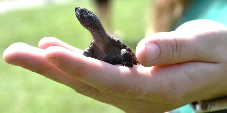 Oltre settanta piccole tartarughe azzannatrici rilasciate in un bacino vicino Exeter (CAN)