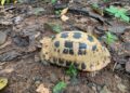 Ritorno alla natura: una rara testuggine allungata rilasciata nel Parco Nazionale di Côn Đảo