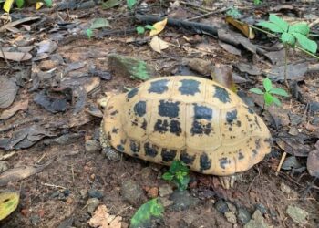 Ritorno alla natura: una rara testuggine allungata rilasciata nel Parco Nazionale di Côn Đảo