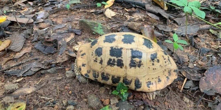 Ritorno alla natura: una rara testuggine allungata rilasciata nel Parco Nazionale di Côn Đảo