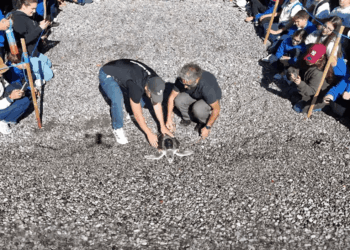 Saphira torna in mare: il rilascio della tartaruga di Kemp riabilitata a Portici (NA)