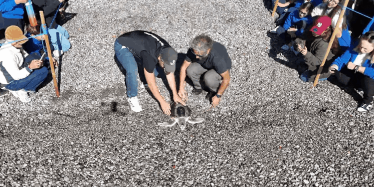 Saphira torna in mare: il rilascio della tartaruga di Kemp riabilitata a Portici (NA)