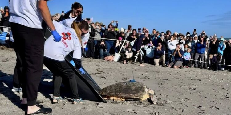 Pyari torna in mare: la Caretta caretta a tre pinne riacquista la libertà e apre nuove frontiere di ricerca