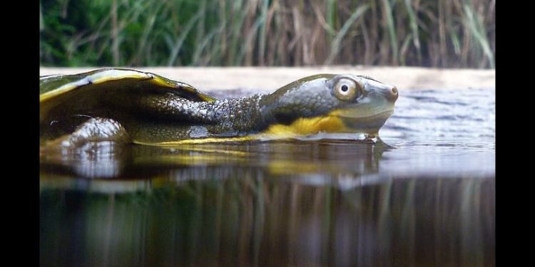 Rilasciato il più grande gruppo di tartarughe del fiume Bellinger dopo il misterioso virus che le ha colpite nel 2015