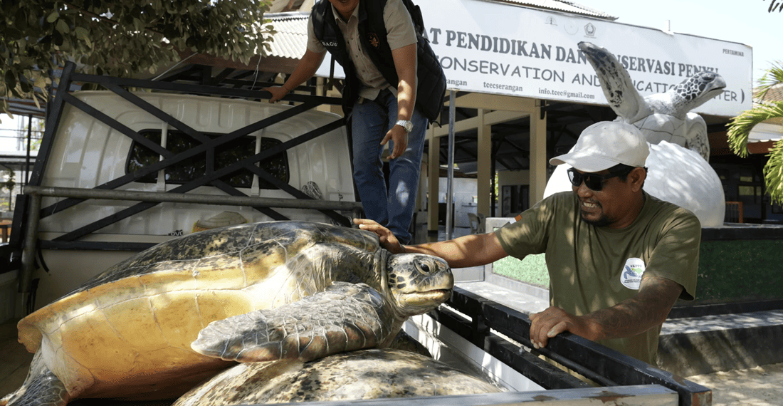 Bali, 20 tartarughe verdi tornano in mare dopo un tentativo di traffico illegale