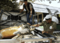 Bali, 20 tartarughe verdi tornano in mare dopo un tentativo di traffico illegale