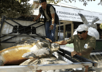 Bali, 20 tartarughe verdi tornano in mare dopo un tentativo di traffico illegale