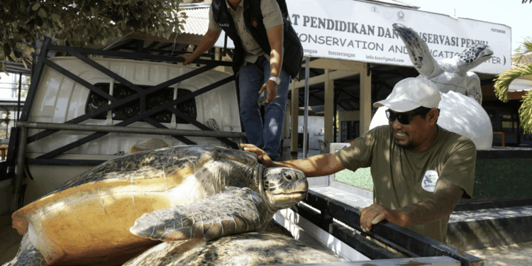 Bali, 20 tartarughe verdi tornano in mare dopo un tentativo di traffico illegale