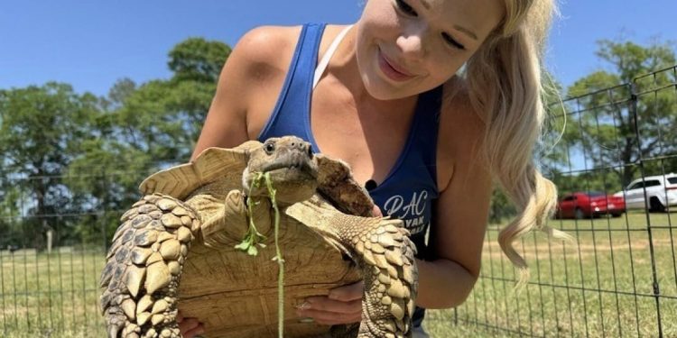 Mississippi, la testuggine Myrtle torna a casa dopo il tornado: una storia di speranza tra le macerie