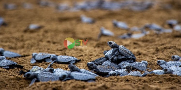 Preservare le tartarughe marine a São Tomé e Príncipe: rilasciate oltre 400 baby Lepidochelys olivacea