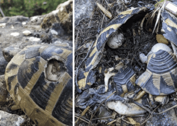 Il rapporto sbilanciato tra i sessi innesca il suicidio demografico in una densa popolazione di tartarughe