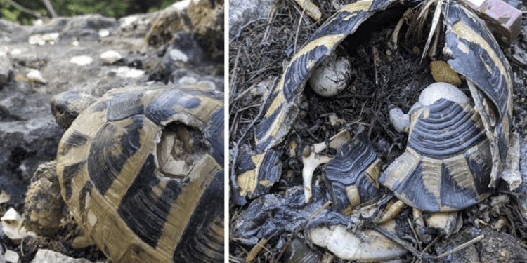 Il rapporto sbilanciato tra i sessi innesca il suicidio demografico in una densa popolazione di tartarughe