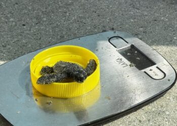 Ad Andora il primo nido ligure: sette tartarughine emergono, ma la luce le porta lontano dal mare
