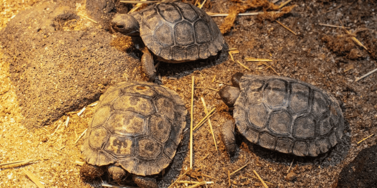 Storico lieto evento allo zoo di Philadelphia: nate quattro testuggini delle Galapagos, specie a rischio critico