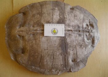 Ritrovamento fossile in Siria: scoperta una tartaruga marina dell’Eocene sull’altopiano di Aleppo