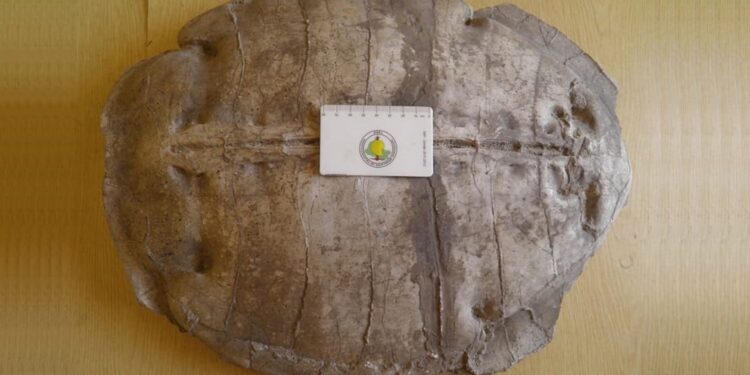 Ritrovamento fossile in Siria: scoperta una tartaruga marina dell’Eocene sull’altopiano di Aleppo