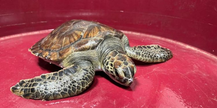 Arrivata una seconda Chelonia mydas al CRTM di Calimera (LE): è la quinta in poco più di un anno