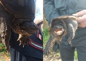 Torre Flavia, ancora un’azzannatrice: due recuperi in pochi giorni nella palude