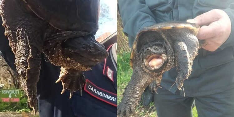 Torre Flavia, ancora un’azzannatrice: due recuperi in pochi giorni nella palude