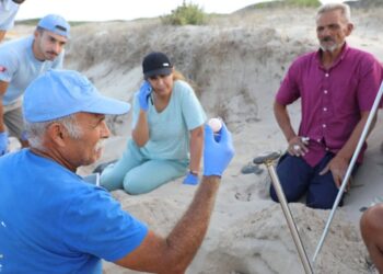 Tartaruga verde, seconda storica nidificazione in Tunisia: è il segnale di un cambiamento?