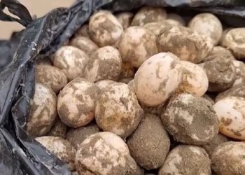 Trovata in auto con 11.000 uova di tartaruga nascoste nei sacchi della spazzatura: arrestata 23enne boliviana