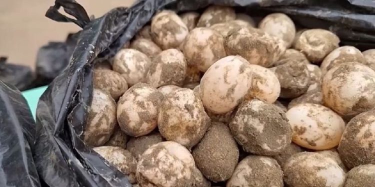 Trovata in auto con 11.000 uova di tartaruga nascoste nei sacchi della spazzatura: arrestata 23enne boliviana