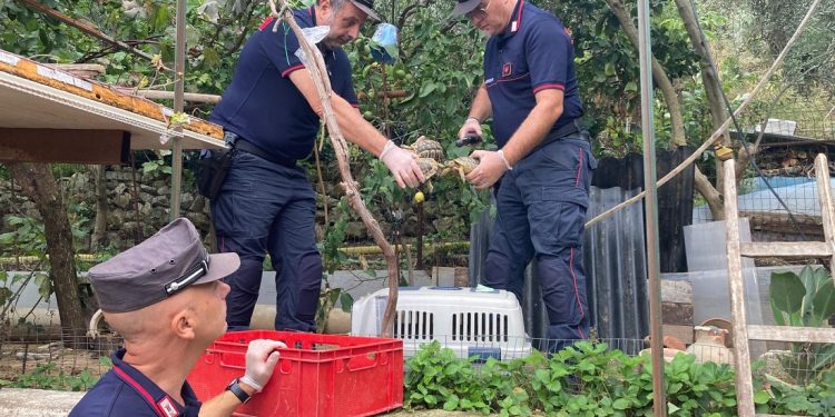 Allacci abusivi alla rete elettrica per sostenere l’allevamento di testuggini detenute illegalmente: denunciato un palermitano