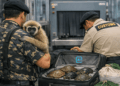 Traffico internazionale scoperto a Calcutta: sequestrate gibboni e tartarughe rare mai registrate nelle rotte locali
