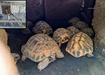 Sequestrate testuggini senza documenti e cardellini senza anelli in due operazioni alle porte di Napoli