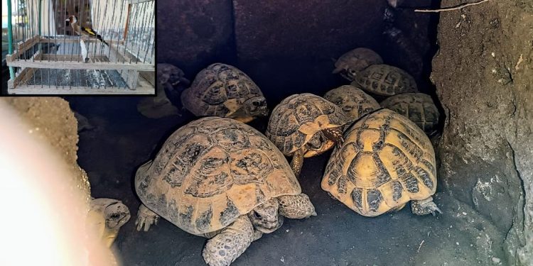 Sequestrate testuggini senza documenti e cardellini senza anelli in due operazioni alle porte di Napoli