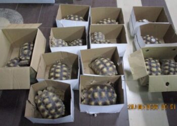 Sequestrate testuggini sulcata e Trachemys scripta elegans in Malaysia, per un valore di 40mila euro