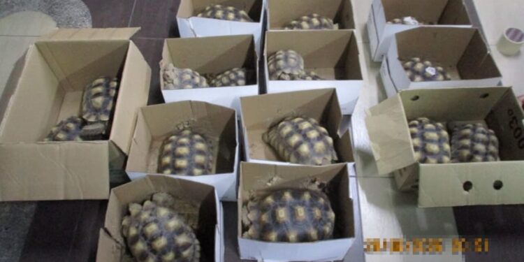 Sequestrate testuggini sulcata e Trachemys scripta elegans in Malaysia, per un valore di 40mila euro