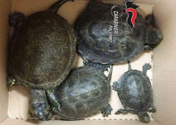 Blitz al Mercato di Ballarò: sequestrati decine di cardellini e quattro rare testuggini Emys trinacris