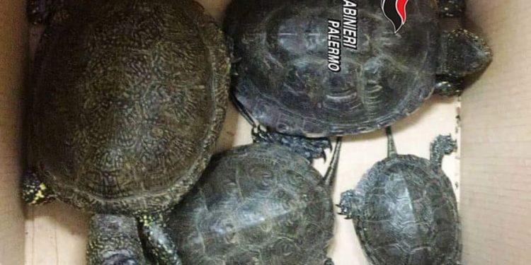 Blitz al Mercato di Ballarò: sequestrati decine di cardellini e quattro rare testuggini Emys trinacris