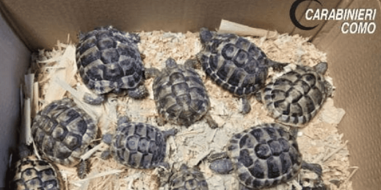 Trovato in auto con dieci testuggini vive e due morte: denunciato un 72enne comasco