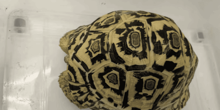 Singapore, blitz contro il traffico di fauna selvatica: sequestrati rettili protetti