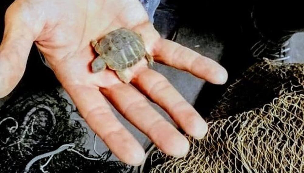 Sequestrati nel napoletano 11 cardellini e due Testudo hermanni: per l’uomo c’è recidiva