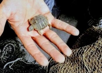 Sequestrati nel napoletano 11 cardellini e due Testudo hermanni: per l’uomo c’è recidiva