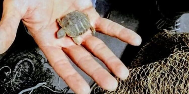 Sequestrati nel napoletano 11 cardellini e due Testudo hermanni: per l’uomo c’è recidiva