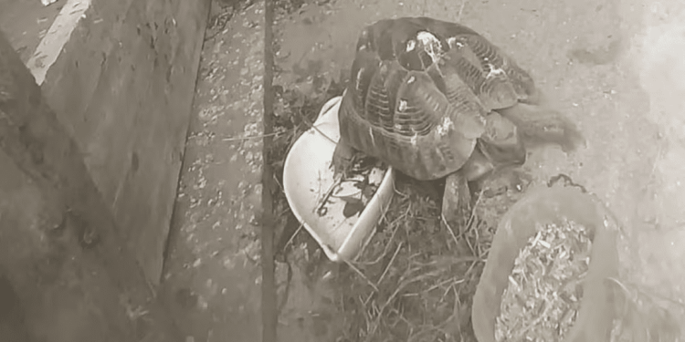 Testuggini e uccelli detenuti in pessimo stato e senza documenti: denunciato un uomo in provincia di Torino