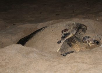 La Sicilia è la regione delle tartarughe marine: il 40% dei nidi individuati ad oggi in Italia è sulle spiagge sicule