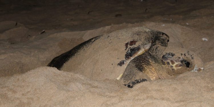 La Sicilia è la regione delle tartarughe marine: il 40% dei nidi individuati ad oggi in Italia è sulle spiagge sicule