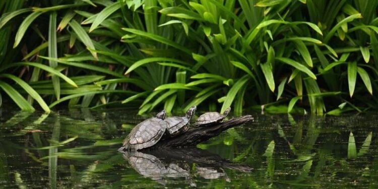 Traffico illegale e rischio sanitario: soppresse più di 2.500 tartarughe infette a Singapore